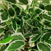 Nettenevime Yapay Ağaç 2 Katlı Yeşil-Beyaz Benjamin190 cm 1.Kalite Yapay Çiçek Dekoru thumbnail 3