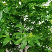 Nettenevime Yapay Ağaç Yeşil Çınar Ağacı 180 cm 1.Kalite Yapay Çiçek Dekoru thumbnail 3