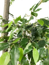 Nettenevime Yapay Ağaç 2 Katlı Benjamin Siyah Plastik Saksıda 190 cm 1.Kalite Yapay Çiçek Dekoru thumbnail 3