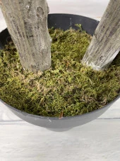 Nettenevime Yapay Ağaç 2 Katlı Benjamin Siyah Plastik Saksıda 190 cm 1.Kalite Yapay Çiçek Dekoru thumbnail 4