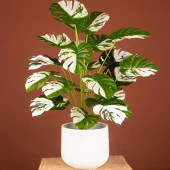 Nettenevime Yapay Ağaç Salon Bitkisi Beyaz Monstera 70 cm 18 Yaprak Antrasit Saksıda Deve Tabanı - 6