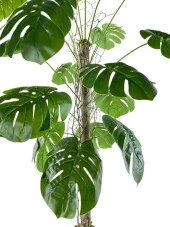 Nettenevime Yapay Ağaç Monstera 18 Dallı Çalılı Gövde 120x60cm Gümüş Aleminyum Saksıda thumbnail 5