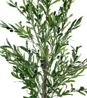 Nettenevime Yapay Zeytin Ağacı 190cm 2 Gövdeli Çalılı Doğal Gerçek Görünümlü Yapay Ağaç - 3