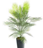 Yapay Ağaç Areka Ağacı Siyah Uzun Kumsal Vazoda Palmiye Ağacı Yapay Areka 170cm 40 Yaprak - 2