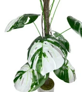 Nettenevime Yapay Ağaç Beyaz Monstera 18 Dallı Çalılı Gövde 120x60cm Gümüş Aleminyum Saksıda thumbnail 3