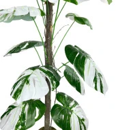 Nettenevime Yapay Ağaç Beyaz Monstera 18 Dallı Çalılı Gövde 120x60cm Gümüş Aleminyum Saksıda thumbnail 4
