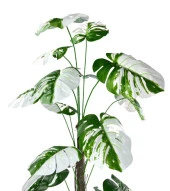 Nettenevime Yapay Ağaç Beyaz Monstera 18 Dallı Çalılı Gövde 120x60cm Gümüş Aleminyum Saksıda thumbnail 5