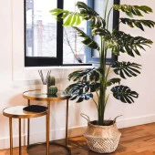 Nettenevime Yapay Ağaç Monstera Deve Tabanı Ağacı 170 cm 11 Yaprak thumbnail 2