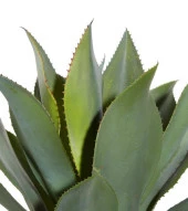 Nettenevime Yapay Ağaç Agave Ağacı 3Gövdeli 160 cm Premium Kalite thumbnail 7