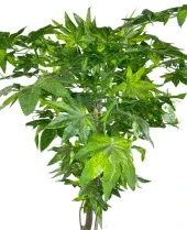 Nettenevime Yapay Ağaç Yeşil Çınar Ağacı100x70cm Siyah Plastik Saksılı thumbnail 4