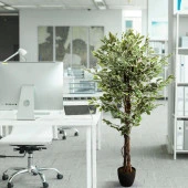 Yapay Ağaç Benjamin Yeşilbeyaz 2 Gövdeli Çalılı 165*80cm Siyah Plastik Saksılı - 4