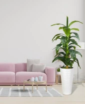 Nettenevime Yapay Ağaç Yukka Kılıç Çiçeği Beyaz Kumsal Vazoda 185*70 35 Yaprak thumbnail 3