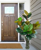 Nettenevime Yapay Ağaç Kauçuk Ağacı Ficus Elastica  Salon Çiçeği 150*90 Doğal Gövdeli 61 Yaprak thumbnail 5