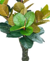 Nettenevime Yapay Ağaç Kauçuk Ağacı Ficus Elastica  Salon Çiçeği 150*90 Doğal Gövdeli 61 Yaprak thumbnail 6