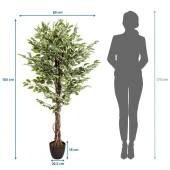 Yapay Ağaç Benjamin Yeşilbeyaz 2 Gövdeli Çalılı 165*80cm Siyah Plastik Saksılı - 8