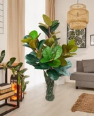 Nettenevime Yapay Ağaç Kauçuk Ağacı Ficus Elastica  Salon Çiçeği 150*90 Doğal Gövdeli 61 Yaprak thumbnail 4