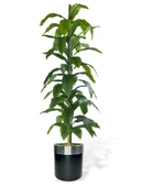 Yapay Ağaç Yukka Dracena 180*70cm Galvaniz Gümüş Kemerli Siyah Saksıda Salon Çiçeği Yapay Çiçek - 1