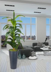 Nettenevime Yapay Ağaç Yukka Kılıç Çiçeği Siyah Kumsal Vazoda 185*70 35 Yaprak thumbnail 2