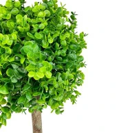 Yapay Ağaç Şimşir Top 85*30cm Beyaz Saksılı Yeşil Ağaç - 2