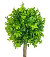 Yapay Ağaç Şimşir Top 85*30cm Beyaz Saksılı Yeşil Ağaç - 4