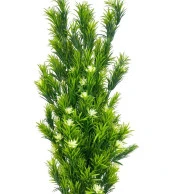 Nettenevime Yapay Çiçek Siyah Saksıda Rosemarystar Yapay Ağaç 55cm - 2