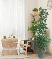 Nettenevime Yapay Ağaç Şeflera 3 Gövdeli 160x60cm Antrasit Villa Saksıda Salon Çiçeği thumbnail 3