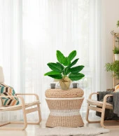 Nettenevime Yapay Çiçek Keten Hasır Saksıda Yeşil Muz Yapraklı 12Dal 50cm Salon Çiçeği Yapay Bitki thumbnail 2