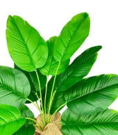 Nettenevime Yapay Çiçek Keten Hasır Saksıda Yeşil Muz Yapraklı 12Dal 50cm Salon Çiçeği Yapay Bitki thumbnail 6