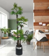 Nettenevime Yapay Ağaç Palmiye Fanpalm 3Katlı 24Yaprak Gümüş Kemerli Siyah Saksıda 165*65cm thumbnail 2