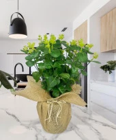 Yapay Çiçek Keten Saksıda Okaliptus Yeşil 12Dal 40cm Salon Çiçeği Yapay Bitki - 3