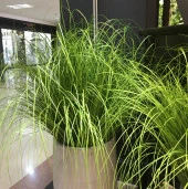 Nettenevime Yapay Çiçek Saz 60 cm Plants Grass Dekoratif Çiçek thumbnail 3