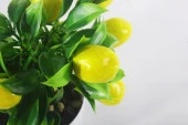 Nettenevime Yapay Çiçek Limon Ağacı Beyaz Saksıda Ve Dekoratif - 2