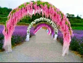 Nettenevime Sarkan Yapay Çiçek Akasya PEMBE AÇIK 80 cm 3 Sarkan Dallı 12 ADET BAĞ thumbnail 2