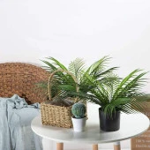 Nettenevime Yapay Çiçek Palmiye Yaprağı Yapay Yaprak 9 Dallı Demet Yapay Areka Yaprağı thumbnail 7