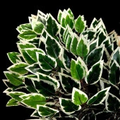 Nettenevime Yapay Çiçek 12 Adet Benjamin Yaprağı Yeşil Beyaz Ağaç Yaprağı thumbnail 6