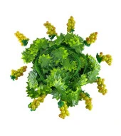 Nettenevime Yapay Sarmaşık 10 Adet Üzüm 12adet 230cm Sarmaşık Paket Yapay Çiçek thumbnail 1