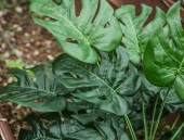 Nettenevime Yapay Çiçek Demet Monstera 18 Dal 60 cm Salon Çiçeği Yapay Bitki thumbnail 6