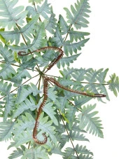 Nettenevime Yapay Çiçek Pastel Cycas Aşk Merdiveni 80cm Eğrelti Otu Sıkas Bitkisi 12 Yaprak 40*80cm Yapay Bitki thumbnail 2