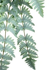 Nettenevime Yapay Çiçek Pastel Cycas Aşk Merdiveni 80cm Eğrelti Otu Sıkas Bitkisi 12 Yaprak 40*80cm Yapay Bitki thumbnail 3