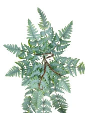 Nettenevime Yapay Çiçek Pastel Cycas Aşk Merdiveni 80cm Eğrelti Otu Sıkas Bitkisi 12 Yaprak 40*80cm Yapay Bitki thumbnail 7