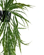 Nettenevime Yapay Çiçek Saksıda Sarkan Yeşil Kıvrımlı Saz 90cm - 3