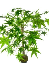 Nettenevime Yapay Ağaç Yeşil Japon Akçaağacı 100x70cm Siyah Plastik Saksılı - 4