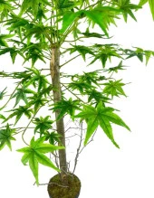 Nettenevime Yapay Ağaç Yeşil Japon Akçaağacı 100x70cm Siyah Plastik Saksılı - 5