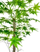 Nettenevime Yapay Ağaç Yeşil Japon Akçaağacı 100x70cm Siyah Plastik Saksılı - 6