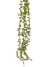 Nettenevime Yapay Çiçek Sarkan Kahverengi Detaylı String Okaliptus Skulent 70cm 5Dal thumbnail 2