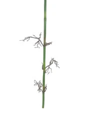 Nettenevime Yapay Çiçek Bambu Dalı Doğal Görünüm Tek Dal Kumaş Yapraklı Uzun Dal 120*50cm - 4