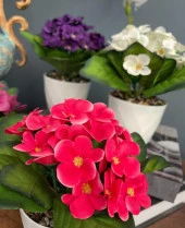 Nettenevime 4lü Set Yapay Çiçek Kadife Menekşe Beyaz Saksıda Gerçekçi Doku  Karışık Renkli thumbnail 8