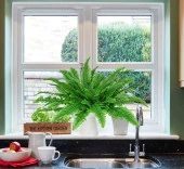 Nettenevime Yapay Çiçek Aşk Merdiveni Açık Yeşil Eğrelti Otu Bitkisi 24 Yaprak 55cm Yapay Bitki - 3