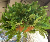 Nettenevime Yapay Çiçek Aşk Merdiveni Açık Yeşil Eğrelti Otu Bitkisi 24 Yaprak 55cm Yapay Bitki - 5