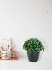 Yapay Çiçek Şimşir Bonus 19*17cm Yapay Bitki Siyah Plastik Saksılı Dekoratif Süs Çiçeği - 3